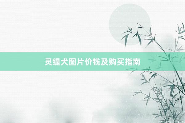 灵缇犬图片价钱及购买指南